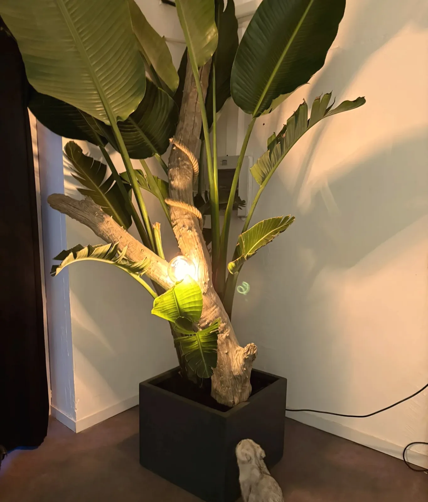 Le coin végétal du salon Oihan Barber, lampe et bois flotté