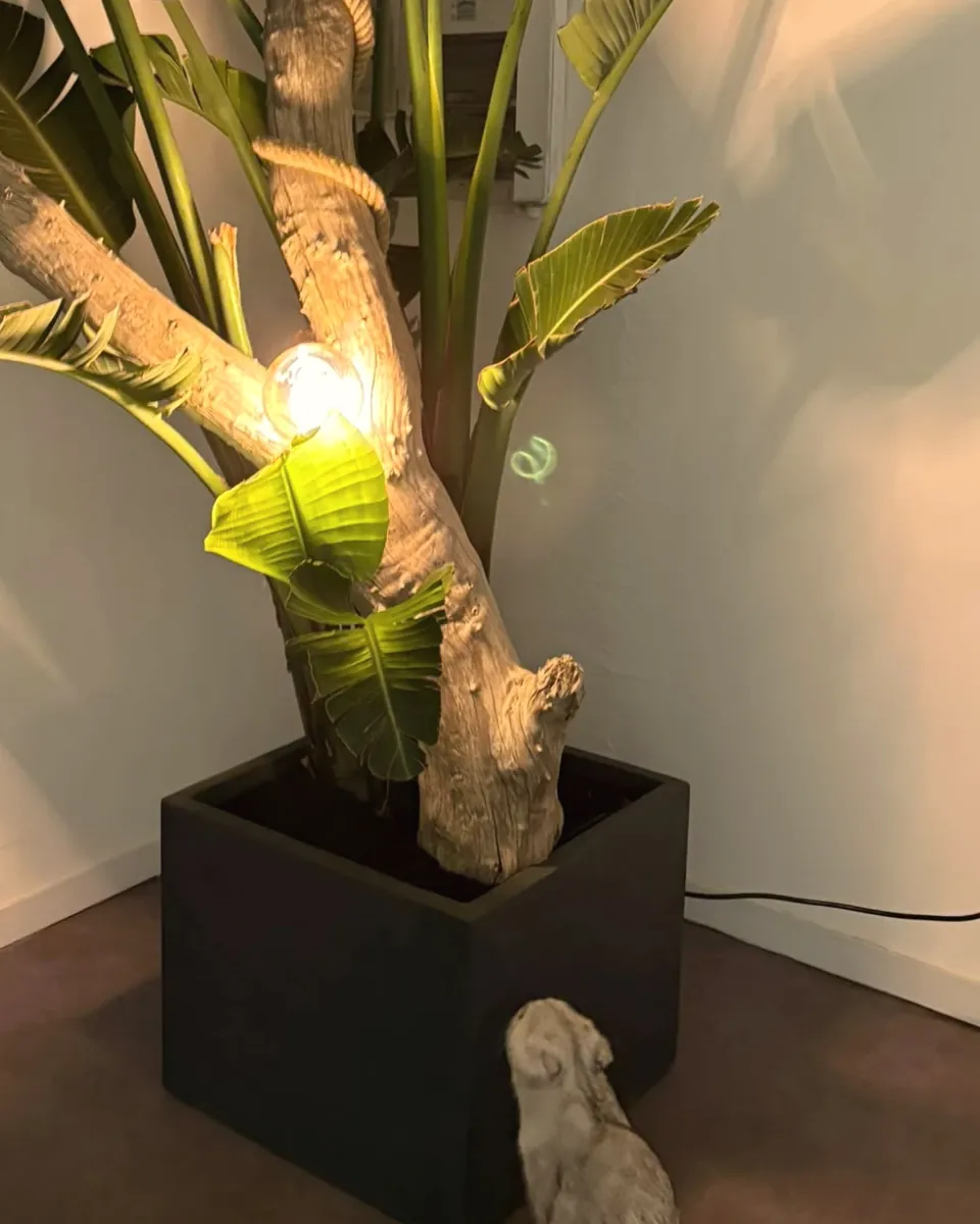 La lampe et la plante du salon Oihan Barber